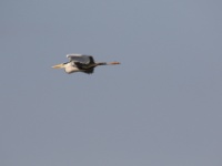 2016-05-10 16h11m19 - Reiger in de vlucht - Jan van Kleef